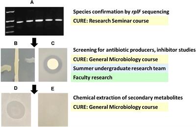 The Human Microbiome as a Focus of Antibiotic Discovery: Neisseria mucosa Displays Activity Against Neisseria gonorrhoeae